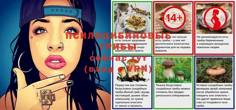 Галлюциногенные грибы Psilocybe  Бирюч 